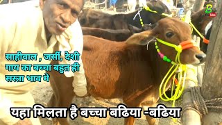 चौसा मंडी मे गाय का बच्चा बढिया बढिया  | Chausa Cow Mandi Bihar