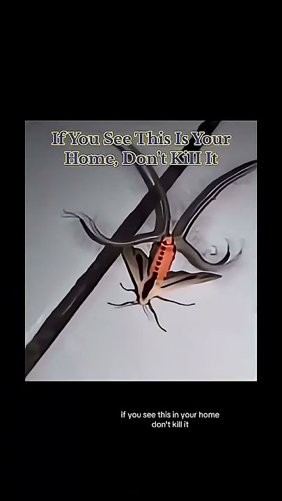 Don’t click the sound 