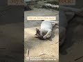 My cat loves this rock!! #shorts #funnyshorts