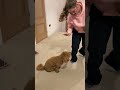 Things my service dog in training knows