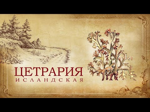 Цетрария исландская или исландский мох уникальное лекарственное растение - что собрать в лесу.