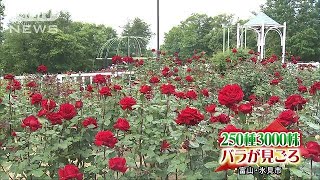 女王の衣装のような華麗な花を・・・3000株のバラが見頃(18/05/26)