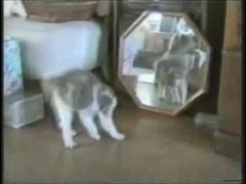 funnyvideos #cachorrosengraçados #cachorro #engracado #pet #tentenãor