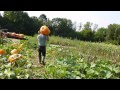 Giant Pumpkin Picking 2012