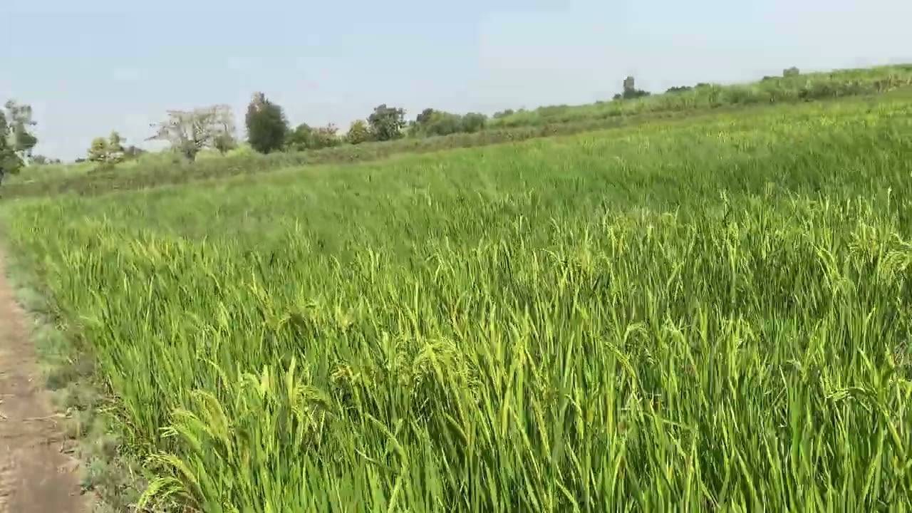 Rice crops in Arain Agriculture Farm P-7
