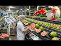 Production Process Inside a Modern Guava Processing Factory: From Fresh Guavas to Pink Guava Juice