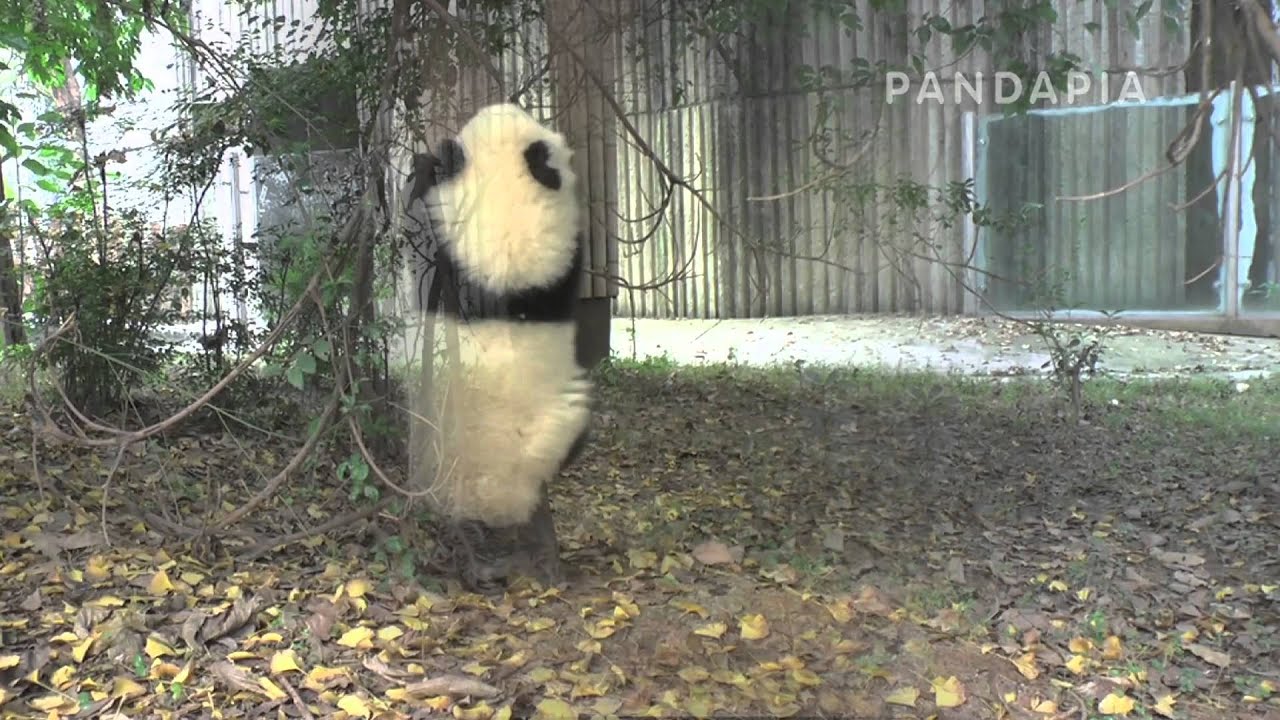 pandas merge タイムマシン 7 うめられないもの