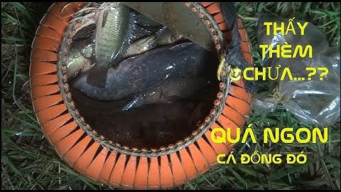 Thả câu bằng "CHAI NHỰA" dính đàn cá khủng - Độc lạ miền tây - Bảo vệ môi trường