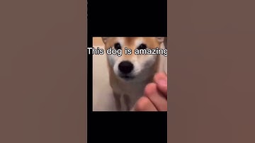Thumbnail of Dog knuckle sandwich