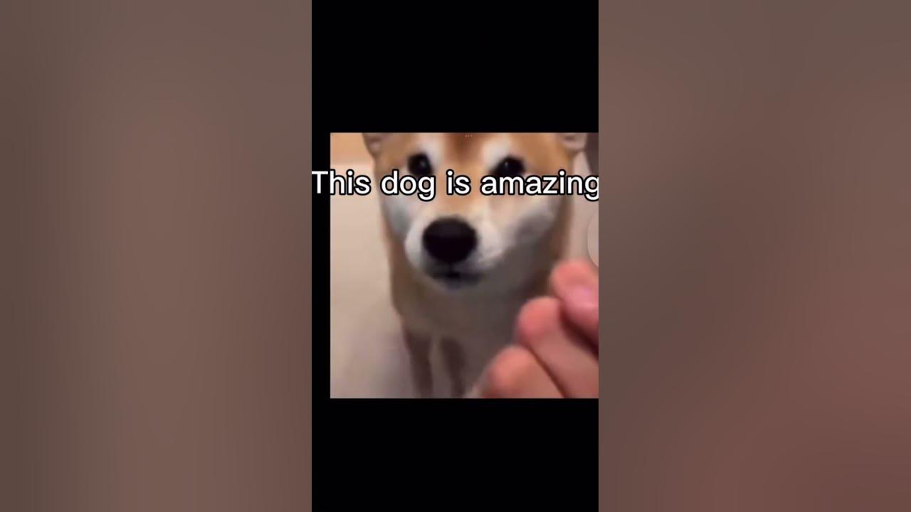Dog knuckle sandwich