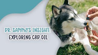 Dr. Sammy's Insight: Exploring CBD Oil