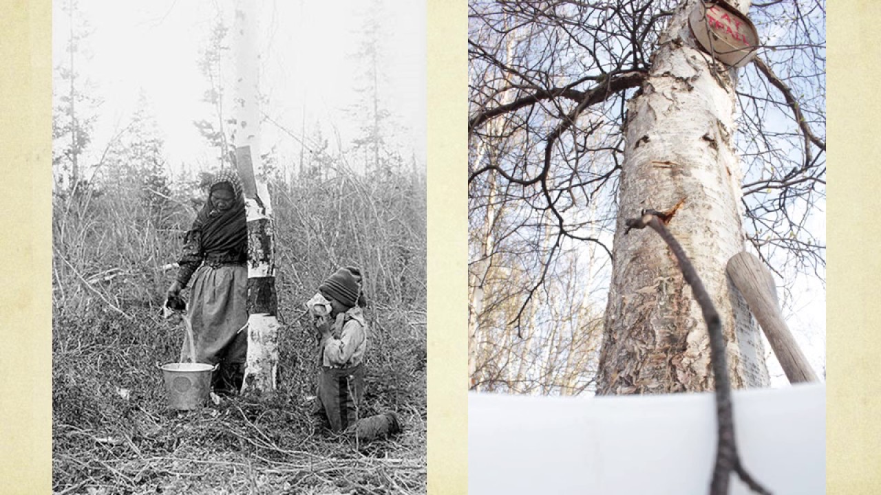 Mike Mitchell - For Love or Money? Birch Syrup-Making in the NWT