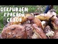 УРА! Грибной сезон 2017 открыт! Мой опыт.