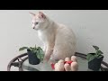 Time Machine Cats !!!! Longest Daily Cat's Story