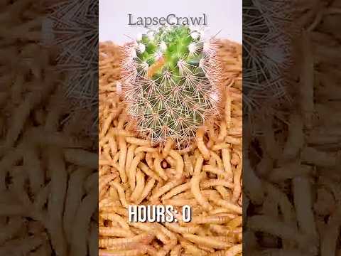 Mealworms vs. Cactus