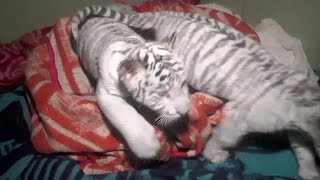 Muere de frío un cachorro de tigre de Bengala en el zoo de Yalta