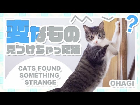 変なものを見つけちゃった猫