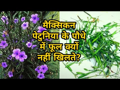 वीडियो: क्या मेक्सिकन पेटुनिया वापस आएंगे?