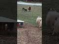 Lambs are learning