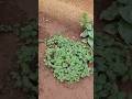 Leave விட்டதும் விட்டாங்க manage பண்ண முடியல😪 #shorts #family #twins #garden #vlog #food #workingmom