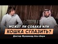 Может ли собака или кошка сглазить человека?