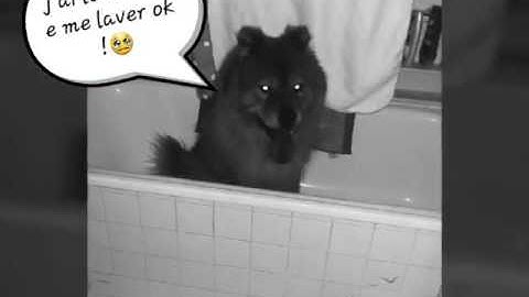 Sos mon chien veut prendre sa douche🚿🛁 !!!😯😨