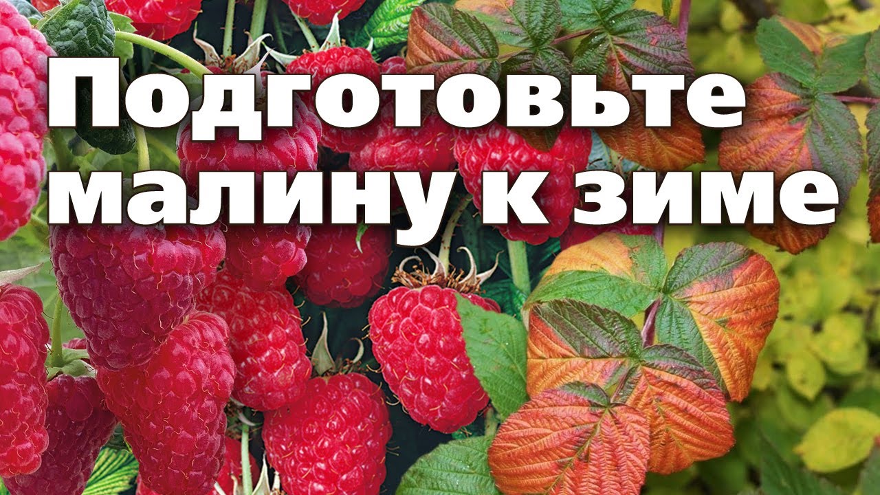 Удобрение почвы