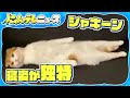 【笑撃猫】寝姿が独特な猫