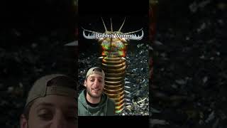 The worm from hell