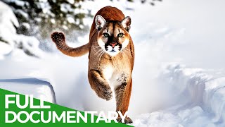 Wild Cats  The Americas | Free Documentary Nature