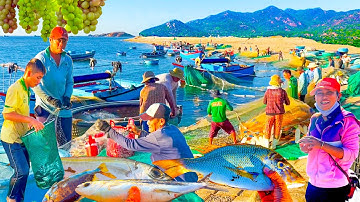 Ngư Dân May Mắn Trúng Cá Trác Dính Kín Lưới║Làng Chài Thái An Ninh Thuận.
