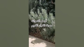 اللهم 🌹🤲♥️اجعل القرآن ربيع قلوبنا ونور صدورنا# #القارئ ماهر المعيقلي #المصحف # #راحة_نفسية #الرحمن