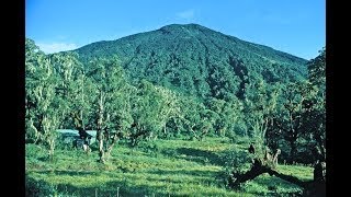 Karisoke - Dian Fossey&#39;s original research centre in the Virunga Volcanoes, Rwanda.