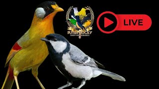 Download Lagu Malam kamis kita kasih murah dan info stock besok amnyaaaar... MP3 Download Lagu Malam kamis kita kasih murah dan info stock besok amnyaaaar... MP3