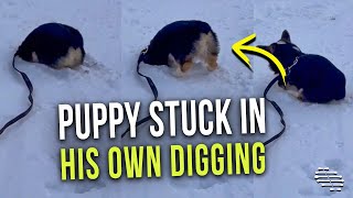 Precious Puppy Got Stuck in His Own Digging Hole in the Snow