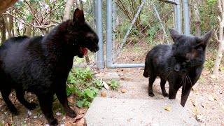 2匹の黒猫が大きな声を張り上げて口喧嘩！その結末は・・・
