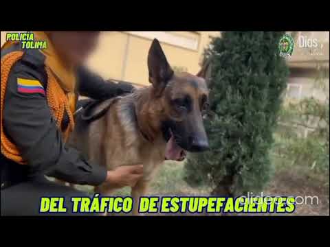 Homenaje a “Titán”,  canino valioso en la incautación de estupefacientes en el Tolima