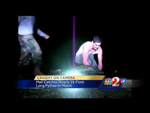 Video shows capture of record-setting python