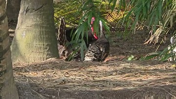 Câu cá thác lác ở miền tây