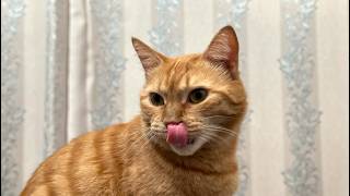 What do cats do when no one is watching? | Funny Compilation.😍#cats screenshot 2