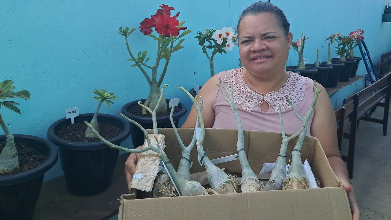 CHEGOU A CAIXINHA DA FELICIDADE DE ROSAS DO DESERTO. 