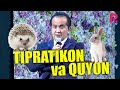 Valijon Shamshiyev - Tipratikon va Quyon hangomasi