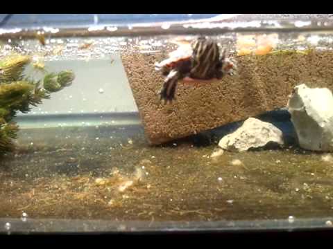 Baby painted turtle trying to eat the baby shrimp
