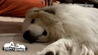 格下の出迎えはとっても面倒くさいアランです　Great Pyrenees　グレートピレニーズ