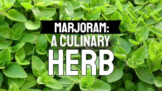 Marjoram: A Culinary Herb That Will Thrive in Containers or Your Herb Garden. What Herb Is Similar To Marjoram