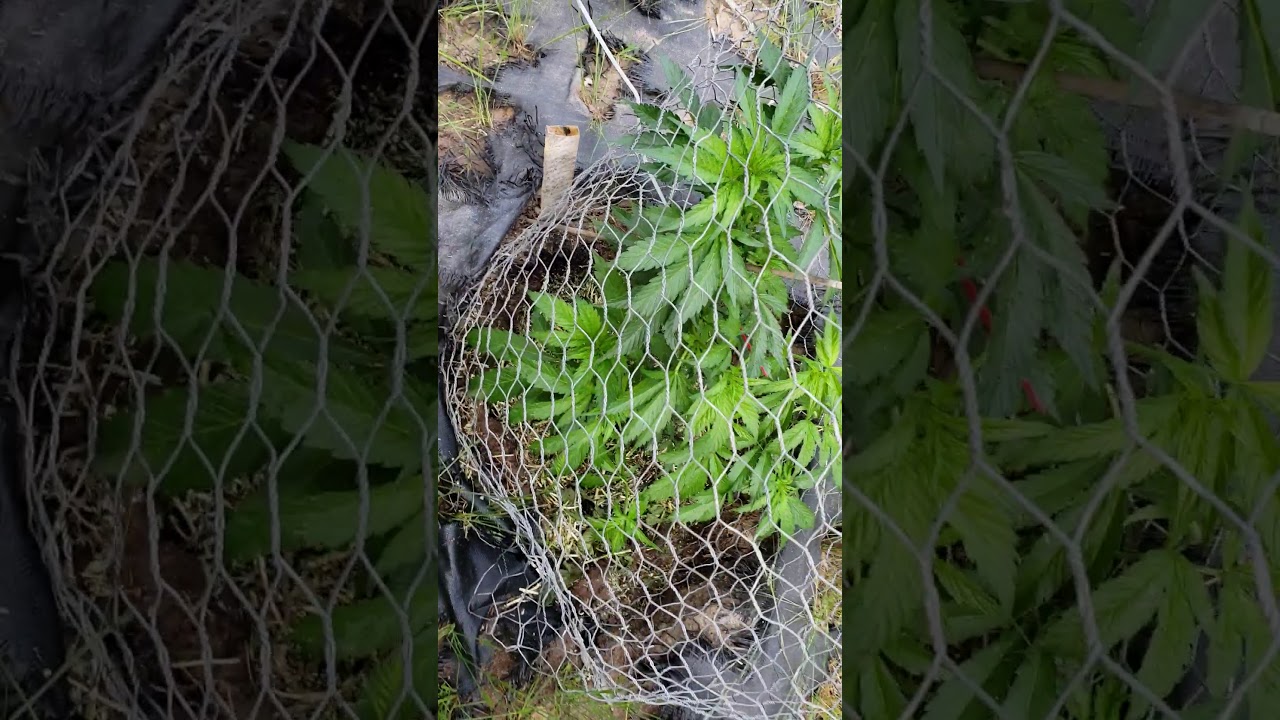 Outdoor cannabis grow 2018 UPDATE S1E3