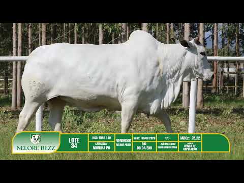 LOTE 34 RGD: FBAR 140  - NELORE PRATA