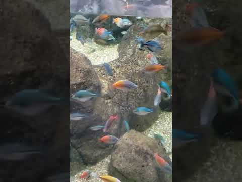 Video: Posjet zoološkom vrtu u Pittsburghu i akvariju PPG