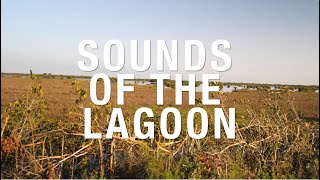 Sounds of the Lagoon #florida #indianriverlagoon