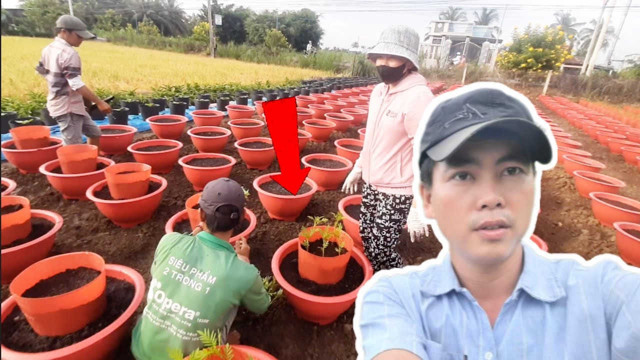 cách trồng vạn thọ 2 tầng tại team huỳnh thủy tinh vlog